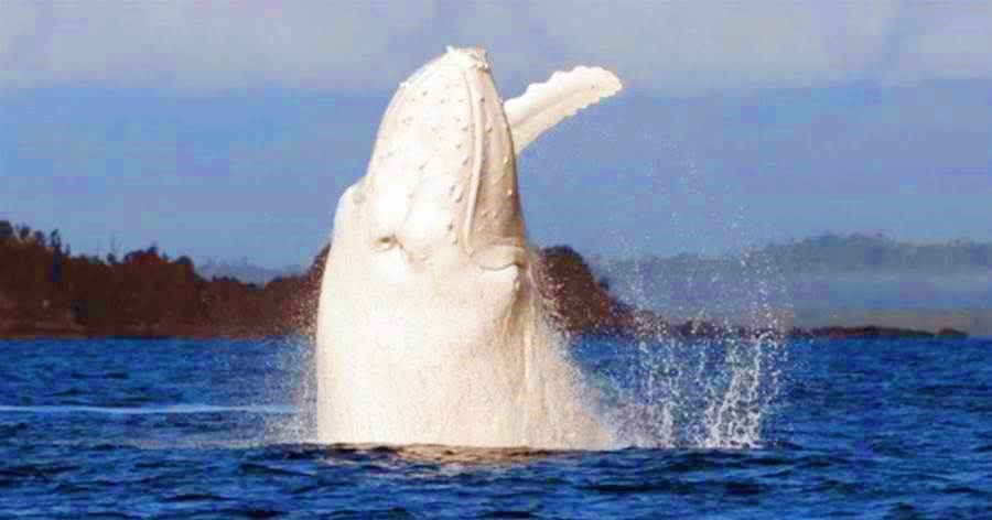 「全世界唯一白色座頭鯨」現身,通體雪白似精靈，凡「靠近者將罰款」約35萬台幣