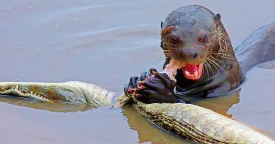 「鱷魚的天敵」已出現！吃鱷魚就像吃「辣條」，這才是真正的水中霸主