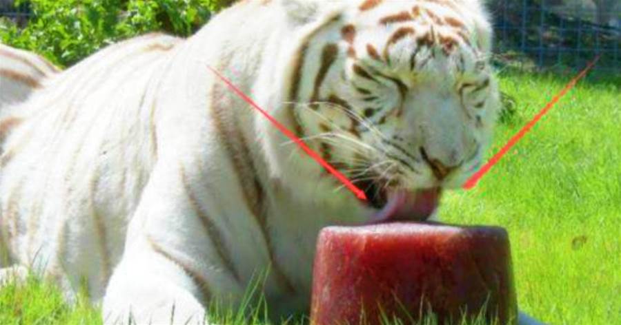 見過老虎吃冰棒嗎？一口拉一層太恐怖了，鏡頭記錄全過程