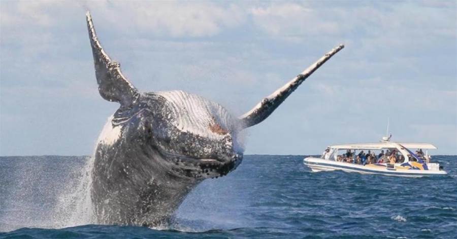為什麼鯨魚會躍出水面，然后再重重地摔進海里？？