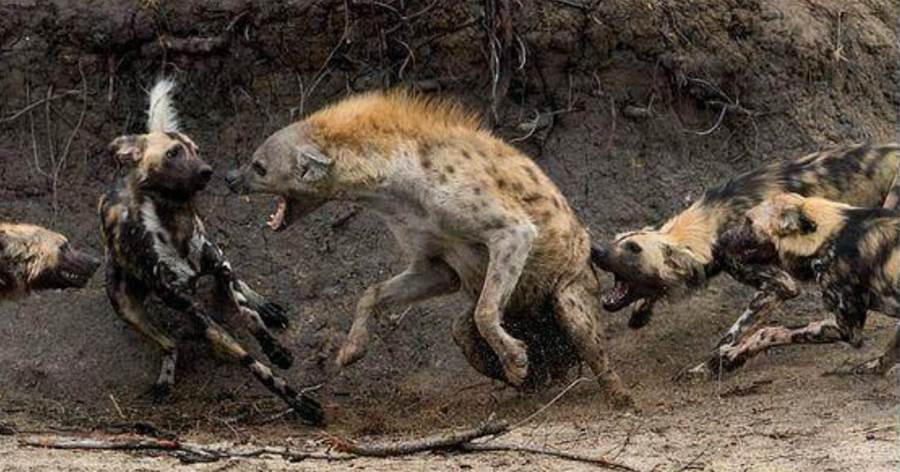 當非洲二哥鬣狗遇到掏肛鼻祖，比的是「護肛技術」哪家強！