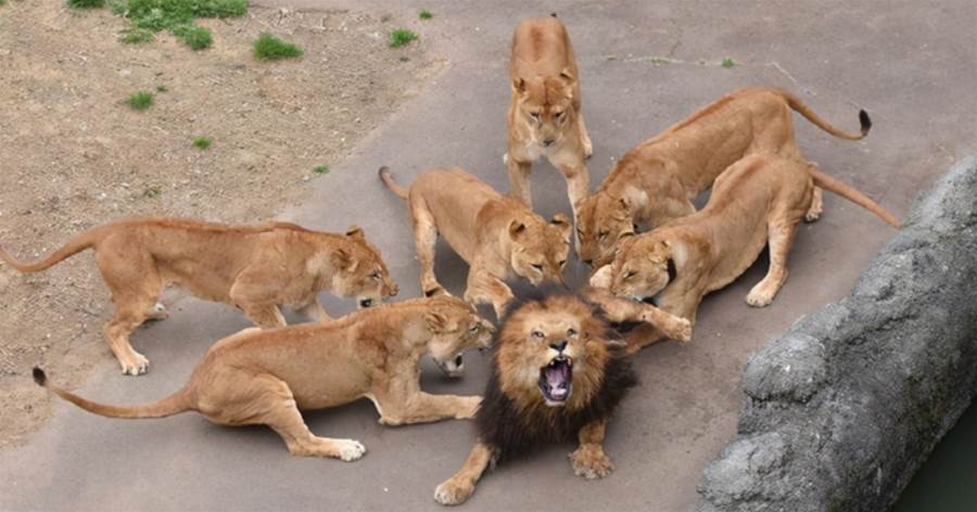 母獅群成天「無精打采」，放進一只公獅后，隔天一瞧，感覺走錯片場！