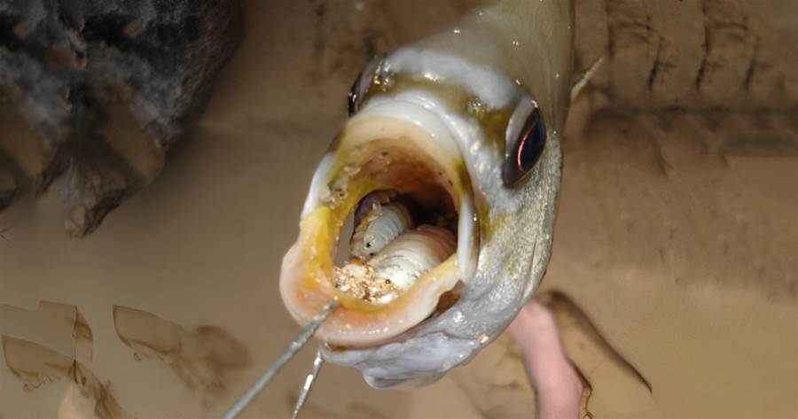 男子釣魚回家后以為魚嘴含著「小海蝦」，挑出來仔細察看后大驚：不敢吃了！