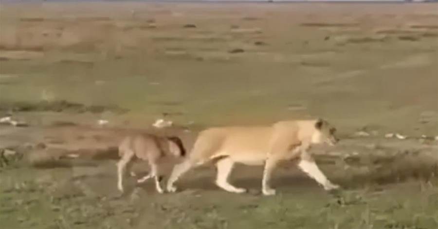 坦桑尼亞一頭「小角馬跟隨雌獅」，還緊緊貼住雄獅，難道「獅子會保護它」？