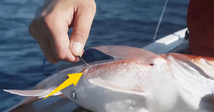 被放生大海的魚，為什麼要在肚子上面「扎一個小洞」？漁民：是在幫它們！