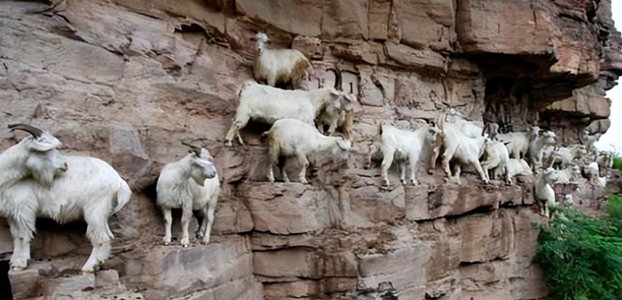 山羊憑什麼成百大入侵物種？「垂直站在崖壁上」，牛頓看了都繃不住