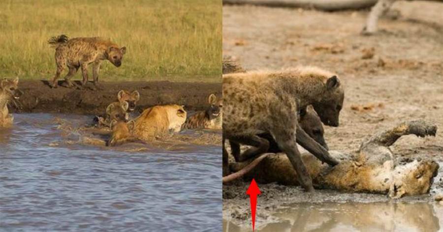 母獅岸邊飲水遭六隻斑鬣狗圍攻，水戰接車輪戰母獅很快落敗，死相不堪內臟被拉出~