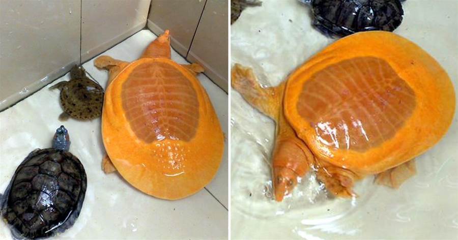村民意外捕獲金色甲魚，身披「黃金甲」重達3斤半，專家建議不要吃！