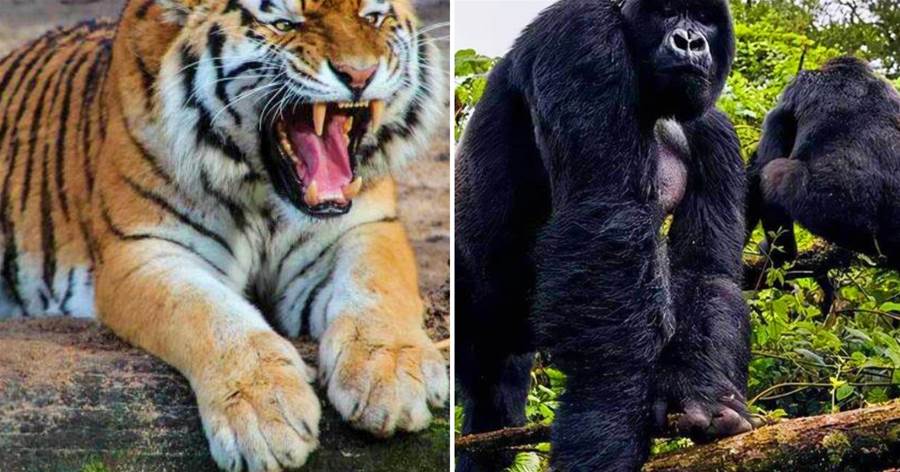 獅子和老虎為什麼「不吃大猩猩」，是因為打不過嗎