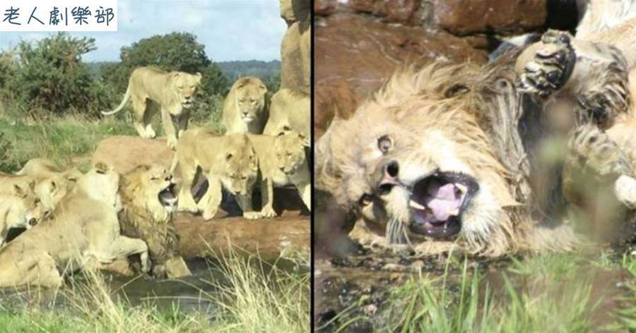 老了就沒用！9隻母獅「聯手撕咬」殺害年邁雄獅　管理員連忙阻止！