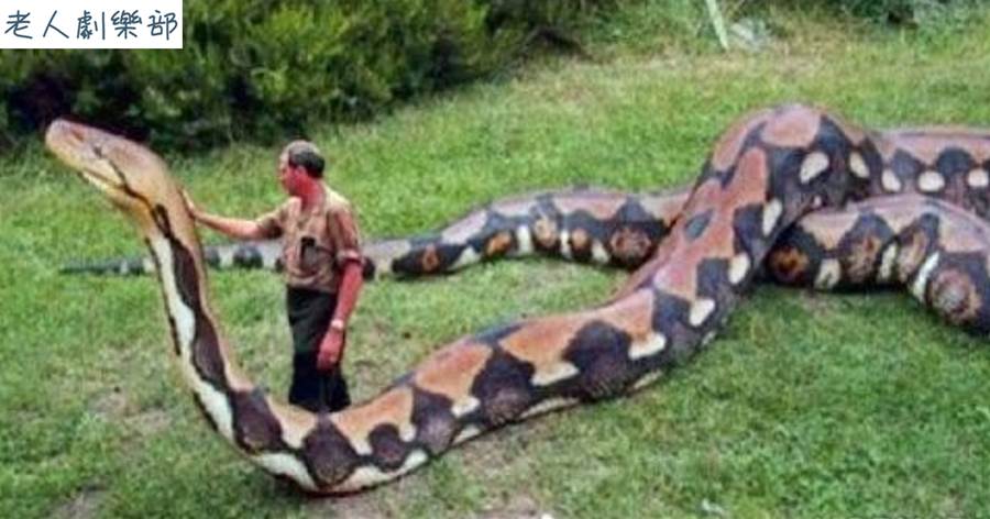 世界上最大的蛇有多大？哪些蟒蛇可以吞人？
