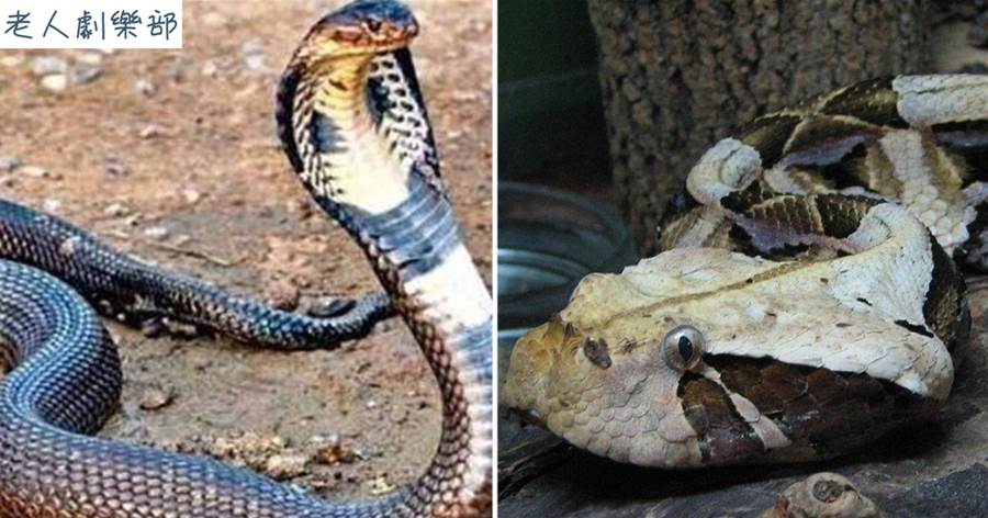 加蓬噝蝰能秒殺眼鏡王蛇？憑它體型胖嗎？看看二者之間差距有多大