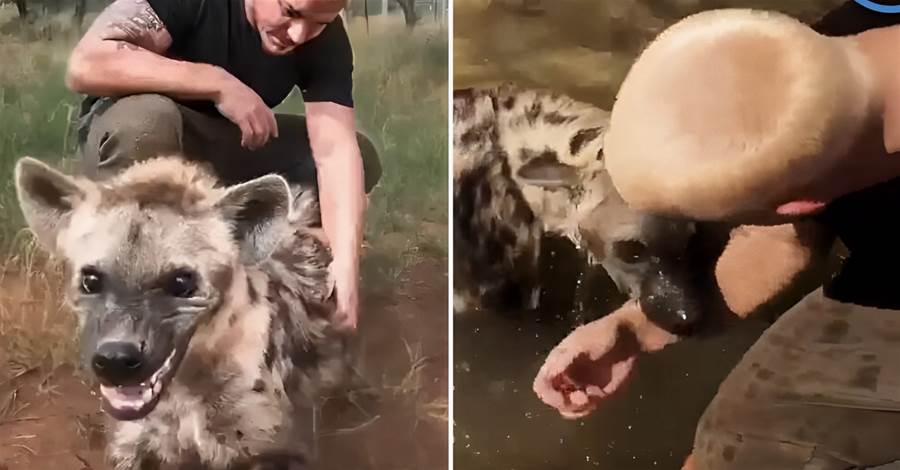 男子給鬣狗「撓癢洗澡」，最后鬣狗一口咬住了男子的手腕，結局讓人寒心
