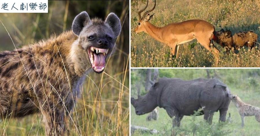 為何鬣狗喜歡「掏肛」？動物被掏肛時，為啥不跑，而在原地不動？