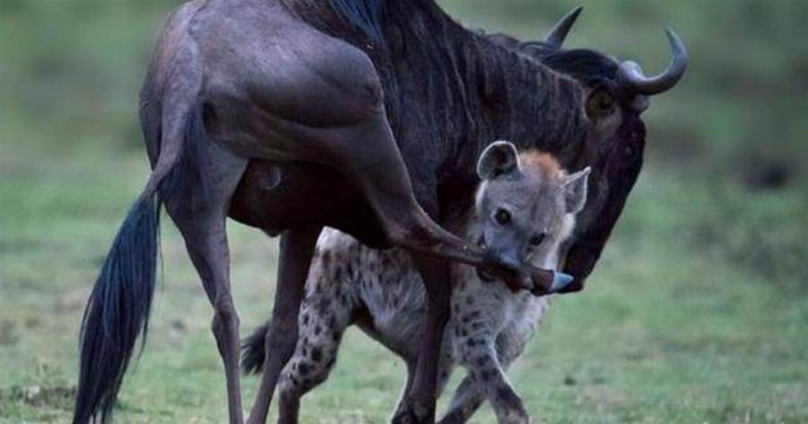 角馬被鬣狗「圍攻」向野牛求救，野牛做法讓人憤怒，它離世也不瞑目！