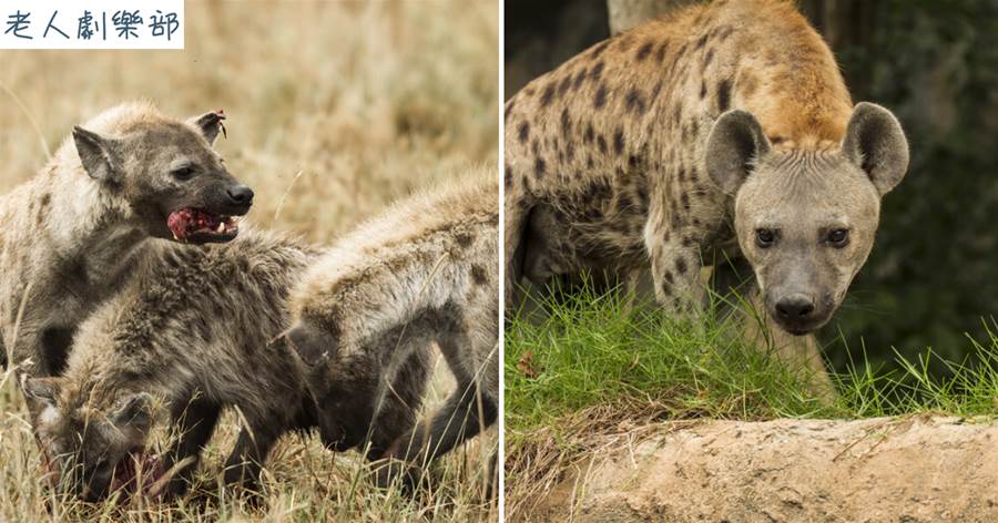憑掏肛技能橫行草原，什麼動物是斑鬣狗的天敵？斑鬣狗見到繞道跑