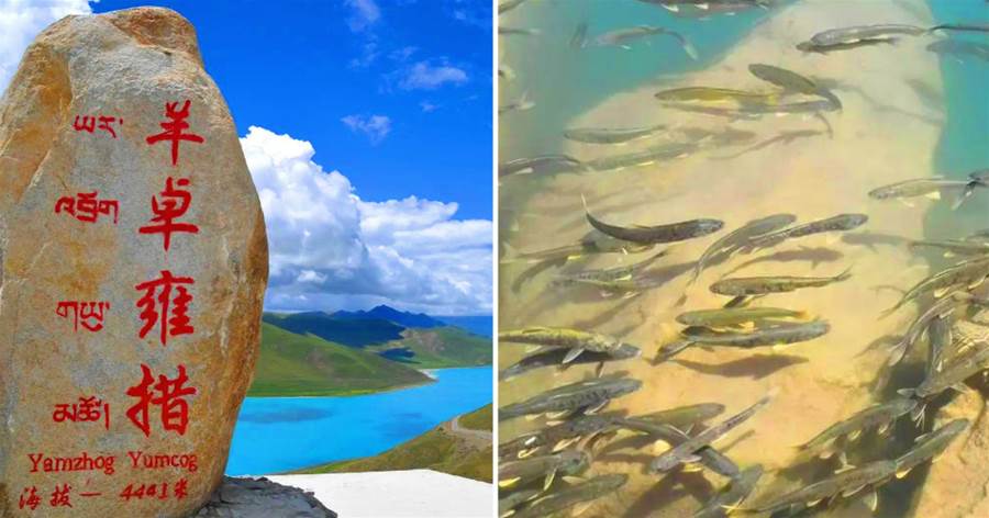 西藏羊卓雍措里的魚量豐富，多達8億公斤，為什麼無人敢吃？