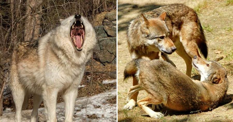 母狼報恩！懷孕母狼被老人救下，把羊圈劃為領地，拼命阻擋3只入侵野狼，還咬死其中一只