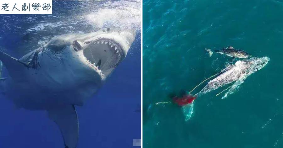 南非4公尺大白鯊獵殺10公尺座頭鯨，先咬尾後咬頭，僅用50分鐘！