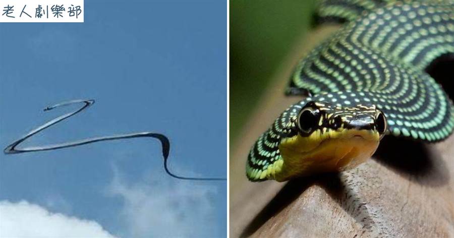 沒翅膀卻會飛，研究員發現金花蛇的秘笈，它已掌握「空氣動力學」