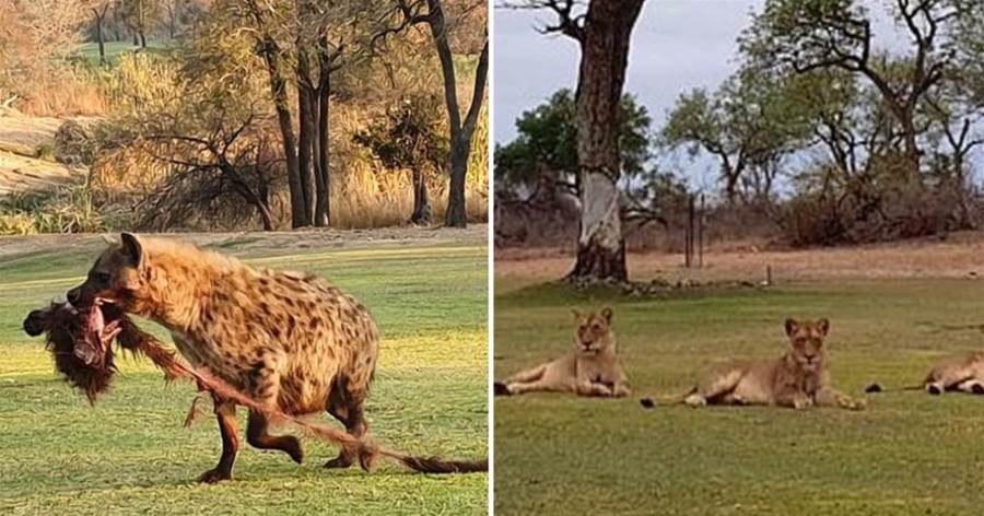 世界上「最荒涼的高爾夫球場」：鬣狗「拖著狒狒的殘尸」，從球場路過！！