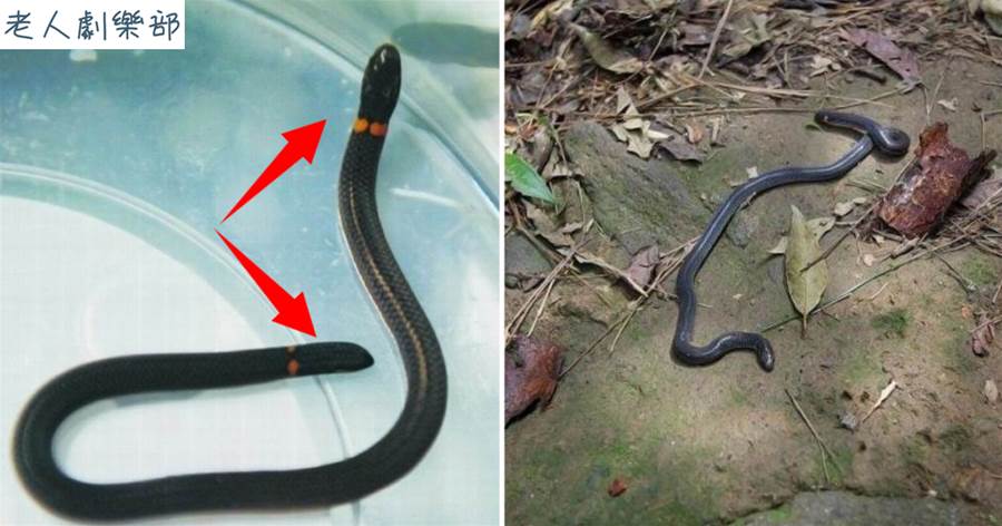 大陸廣東一地發現「雙頭蛇」，長有黑鱗，以蚯蚓為食，常在地下行動
