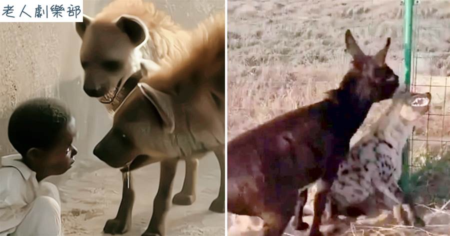 草原上野生的「肛腸科主任」鬣狗，不怕象豹敢于「獅口奪食」，從未傷人卻懼怕小毛驢
