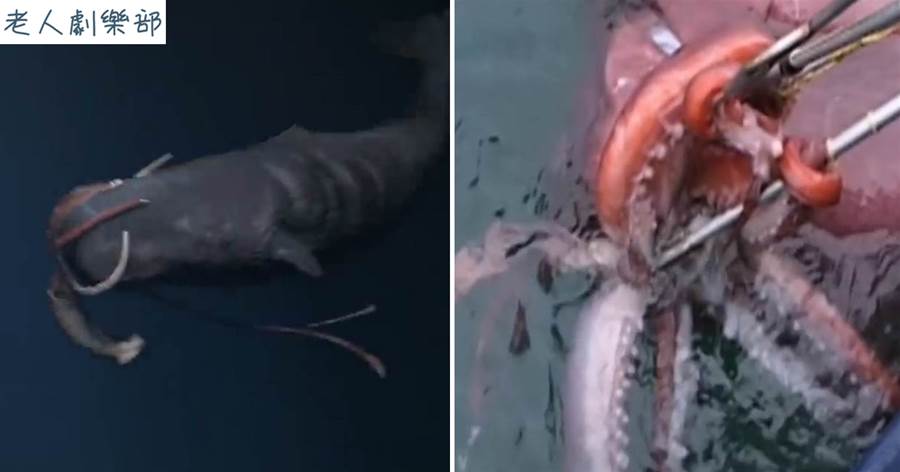 深海大魷魚有多強悍？「巨槍烏賊」酸漿魷重300公斤，最愛吃鯊魚，敢與40噸抹香鯨作戰