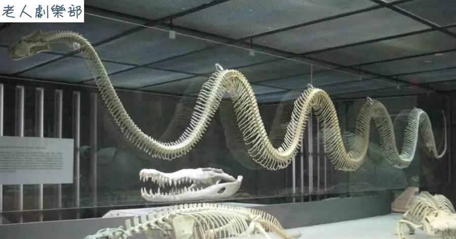 世界上最大的蛇竟達到15米，經過漫長演變它們仍保留「吞人」特性