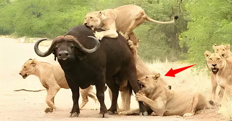 為什麼獅子「攻擊野牛」時，野牛會任其撕咬？不說沒幾個人知道！