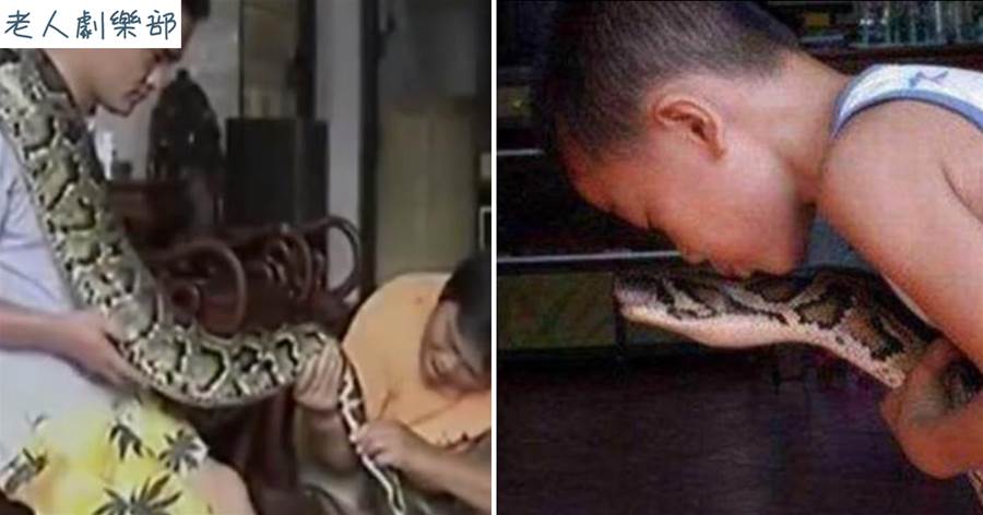 海南男子養蟒蛇26年，蟒蛇為其看家照看小孩，蛇真通人性嗎？