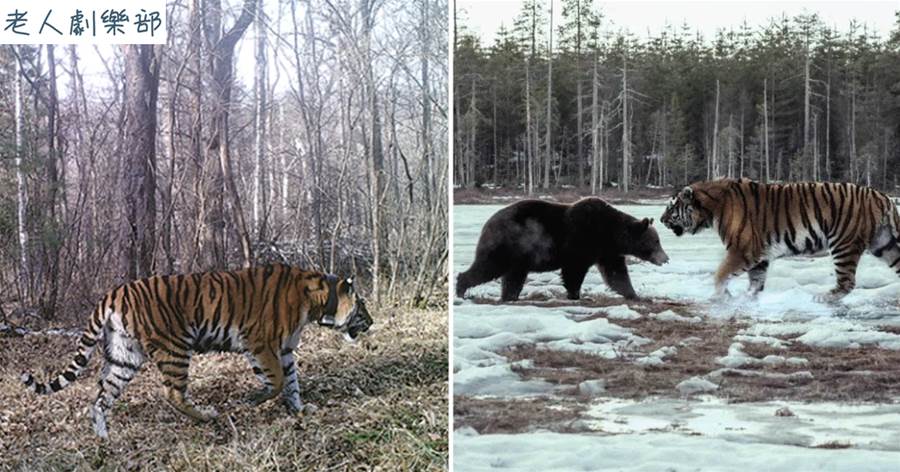 東北虎現身小興安嶺，直接進入冬眠地洞，把100公斤的黑熊拖了出來