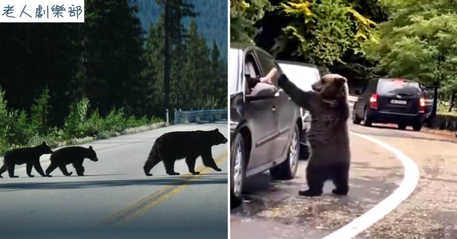美國遊客堵車遭遇3頭黑熊，竟腦子抽瘋去擊掌，黑熊一下子興奮了