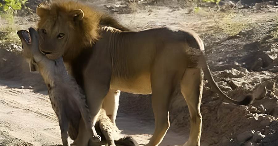 非洲二哥被獅子「鎖喉」，本以為一定涼了，隔了會：真是一出好戲啊~