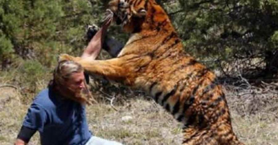為什麼老虎「食了人」，就一定得斃掉？專家說出原因：可怕至極