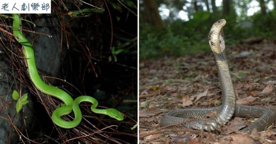 台灣六大毒蛇，如果在野外遇到他們可要小心！