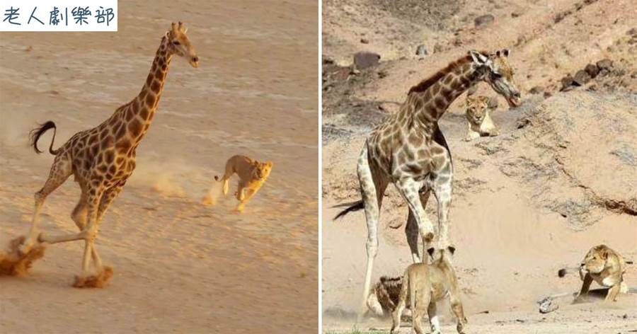 獅子捕殺長頸鹿的精彩瞬間：太兇殘了，直接飛了起來往死裡撕咬