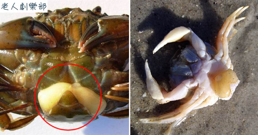 恐怖生物「蟹奴」，寄生在螃蟹內控制其交配，使其成為僵屍螃蟹