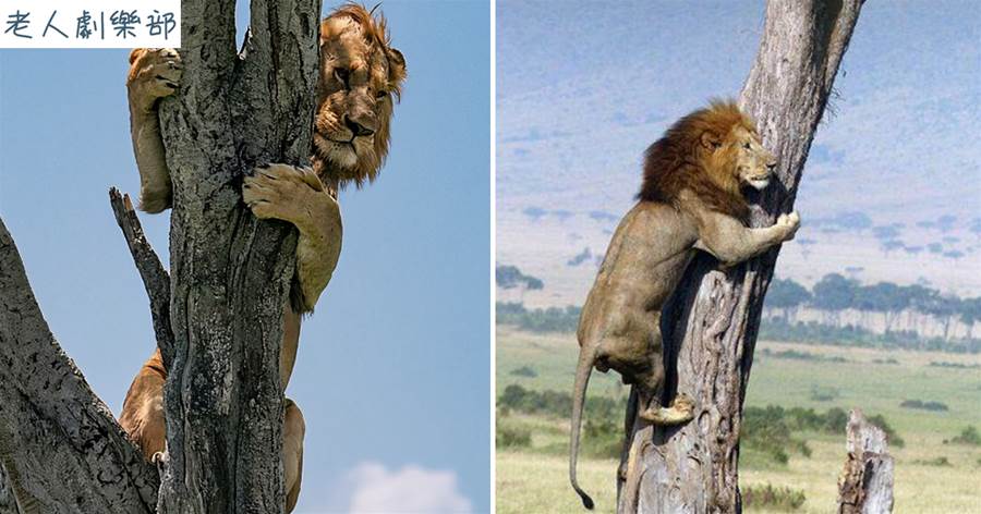 獅子扒在樹上瑟瑟發抖，攝影師覺得很疑惑，看了眼樹下：攤上事了XDD