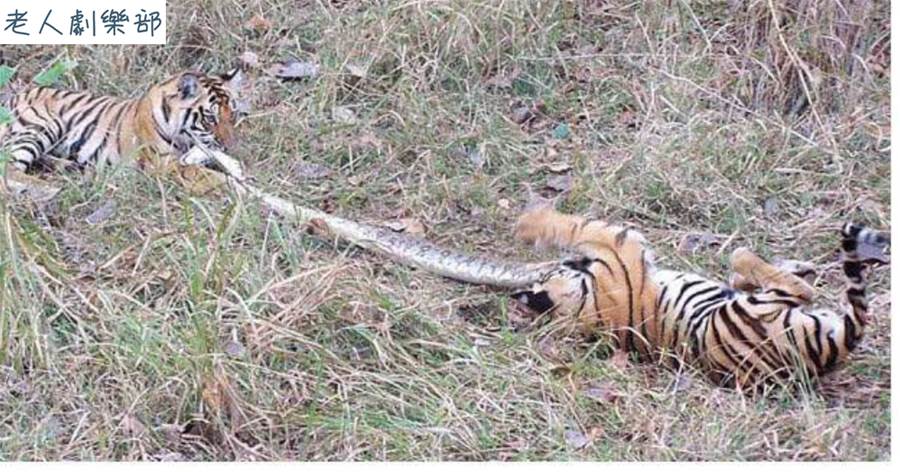 母老虎捕捉巨蟒，將其丟給幼崽玩耍，兇猛蟒蛇變玩具