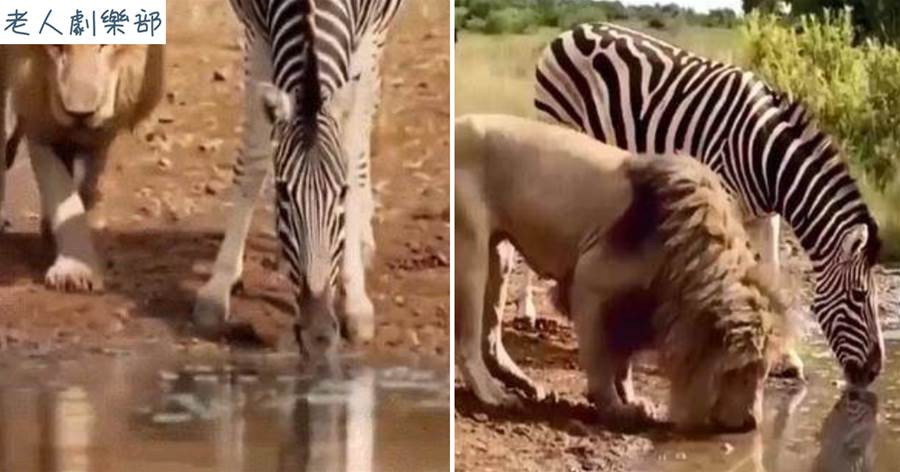 斑馬和雄獅一起喝水，難道獅子不捕獵水源附近的動物？