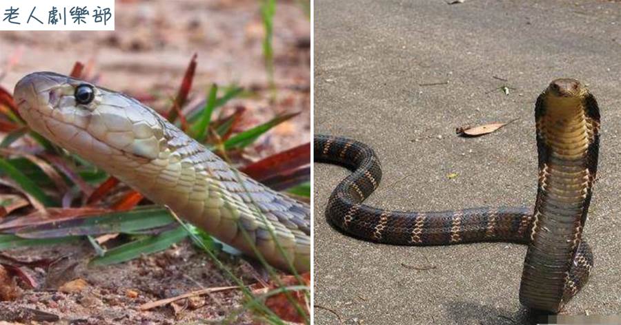 眼鏡王蛇和眼鏡蛇有何不同？毒性不如眼鏡蛇，卻被稱為最危險的蛇
