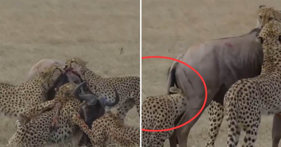 這是我見過最兇殘的獵殺：5只獵豹掏肛秒掉角馬，堪稱最下流獵豹
