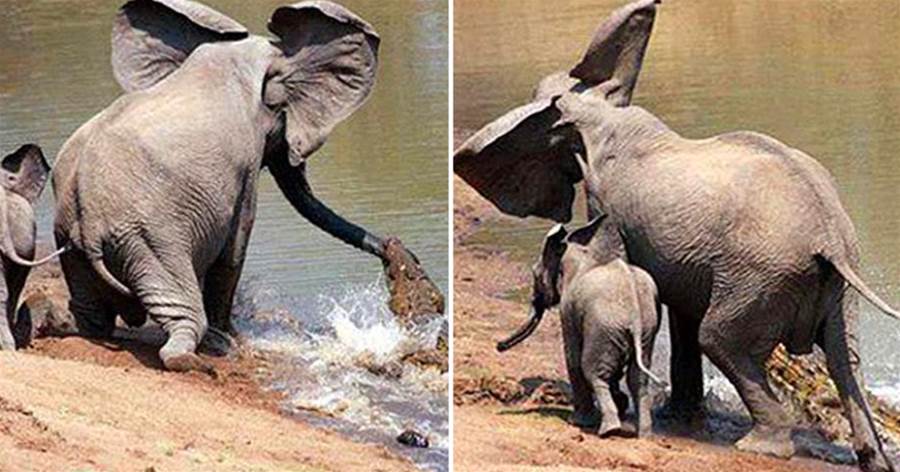象媽媽喝水被鱷魚襲鼻，被困水潭邊，小象使出妙招助母脫離險境