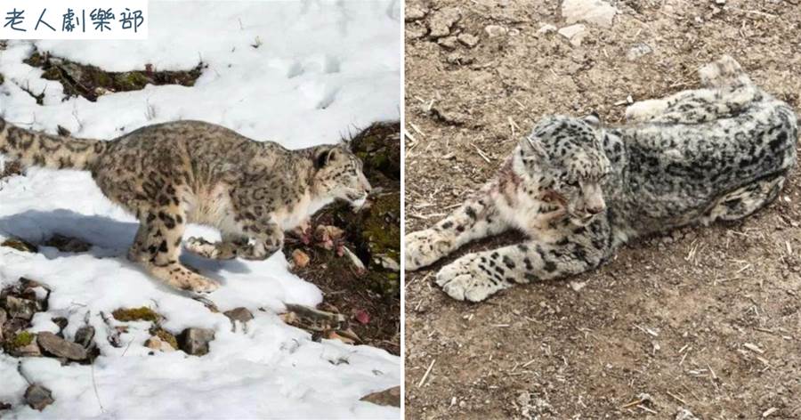 新疆天山發現1只雪豹，追捕盤羊時腳受傷了，跑到牧民家裡療傷