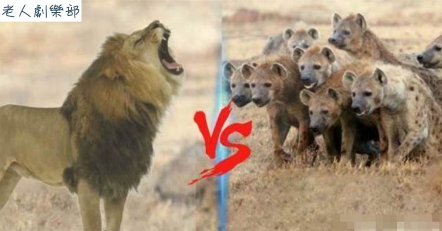 1頭雄獅挑戰20只鬣狗，誰能夠獲得勝利？打架氣勢很重要