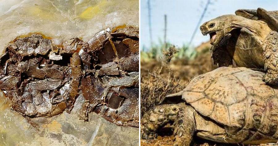 1對烏龜在交配時慘變化石，最尷尬的是，4700萬年後還要被人圍觀