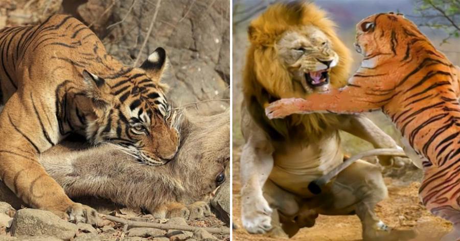 老虎能夠在非洲生存嗎？事實證明，最多只能當「非洲三哥」