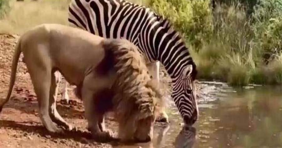 斑馬和雄獅一起喝水，難道獅子不捕獵水源附近的動物？？