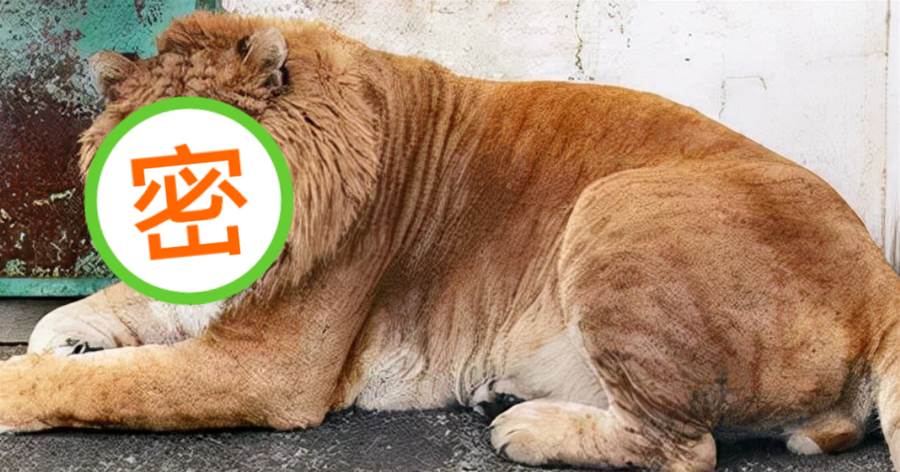 「全球最胖的」10個動物，其中美國500公斤的「獅虎獸」，打破金氏記錄！